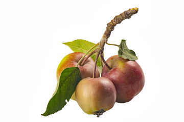 Trio de pommes sur sa branche