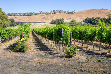Fototapeta na wymiar Grape vineyards in the middle of dry hills