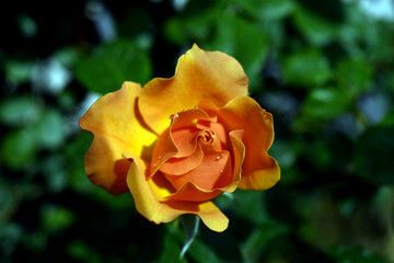 Rosa gialla con goccia d'acqua
