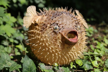 Front view of a blow fish or porcupine fish