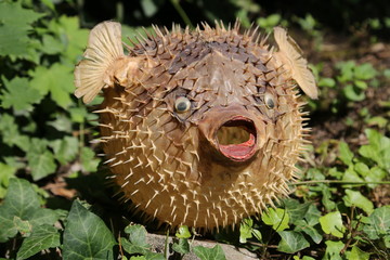 Front view of a blow fish or porcupine fish © acceptfoto