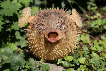 Front view of a blow fish or porcupine fish