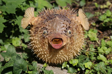 Front view of a blow fish or porcupine fish