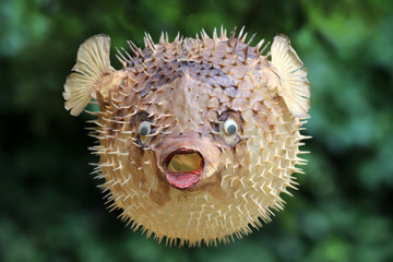 Front view of a blow fish or porcupine fish