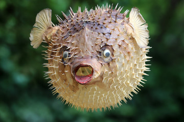Front view of a blow fish or porcupine fish