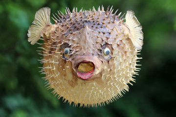 Front view of a blow fish or porcupine fish © acceptfoto