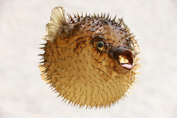 Front view of a blow fish or porcupine fish