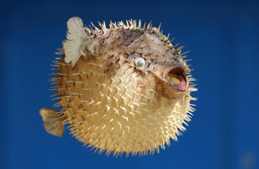 Front view of a blow fish or porcupine fish © acceptfoto