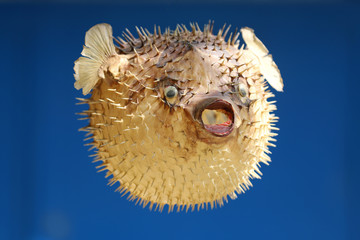 Front view of a blow fish or porcupine fish