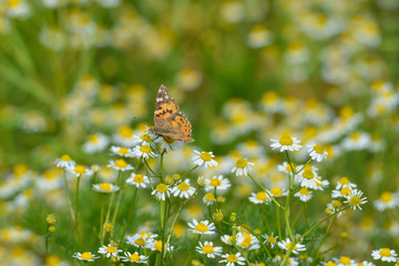 Colorful butterfly and a chamomile field, in countryside.