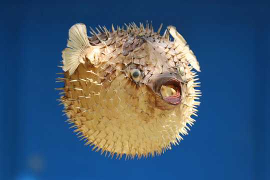 Front view of a blow fish or porcupine fish