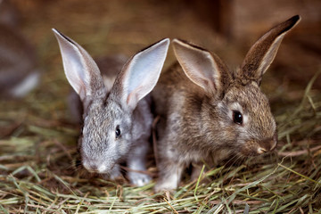 Two little rabbit. Pets.
