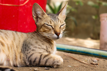 brown female Asian cat lying down on land. kitten pet domestic animal