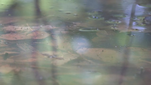 Mosquito larvae (bloodworm, Chironomidae) float to surface of stagnant pond to breathe, inhabitants of waters, hydrobionts and valuable food for fish and birds, but the Lord's punishment for people
