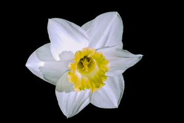 White beautiful flower Narcissus isolated on the black background. Close-up. top view. Nature.