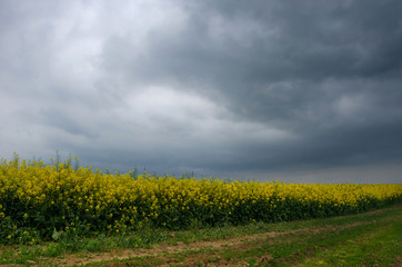 Blossoming field of yellow rapeseed field and a stormy spring day