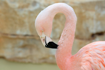 Closeup of a pink flamingo head. Phoenicopterus roseus
