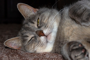 Gray adult mongrel cat lies on the floor stretching the front paws