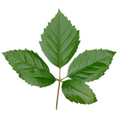 Fototapeta premium Fresh green leaf isolated on white background