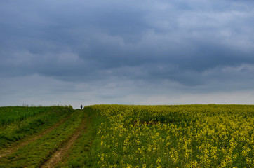 Woman walking through blossoming field of yellow rapeseed field in a stormy spring day