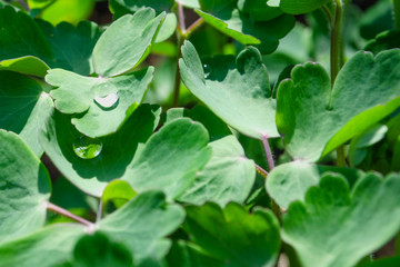 Drops of morning dew on a green leaves of aquilegia (granny's bonnet, columbine, Aquilegia vulgaris) on a cool autumn morning. Close-up. Macro.