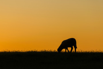 Fototapeta na wymiar Sheep grazing on a hill at sunset