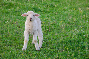 Fototapeta premium Small and cute lamb standing alone in a meadow, in spring