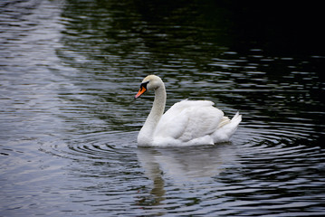 Obraz premium swan