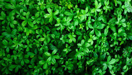Bright green fresh plant background with multiple leaves