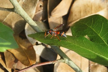 Red tropical wasp on green leaf in Florida nature, closeup