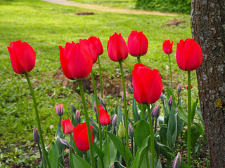 Bunch of young red tulips buds are growing in a park near a tree on a blurred green grass background