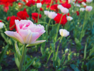 Naklejka premium Close up pink tulip on the blured field of red and pink tulips, nature background.