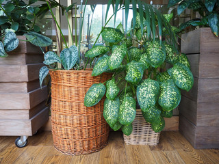 Decorative natural plants with green and yellow speckled leaves in wooden wicker flower baskets.