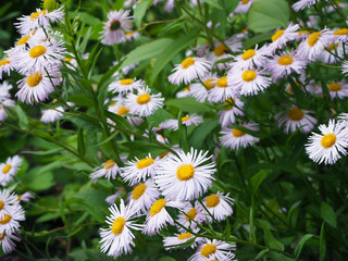 Field of white chamomile (Matricaria) flowers, medical chamomile close up. White and yellow daisy flowers on a green blurred background.