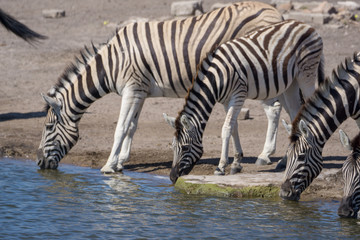 Obraz na płótnie Canvas Zebras am Wasserloch in Etosha Namibia
