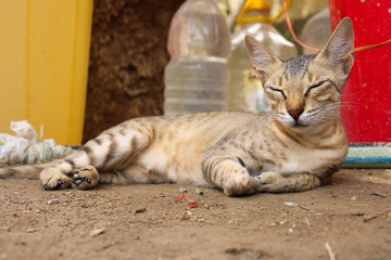 domestic brown yellow eyes female Asian cat sleeping on land at home