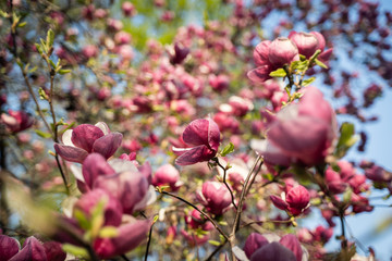Flowers of pink magnolia. Magnolia tree blossom