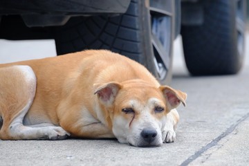 A brown white dog sleeping on a road ground floor with blurred a car wheel