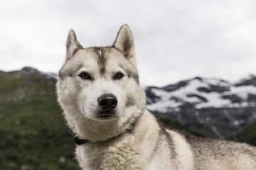 Chien Husky à la montagne