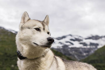 Chien Husky à la montagne