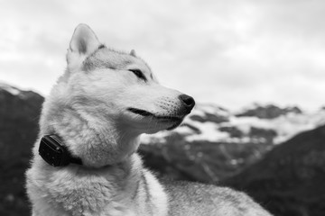 Chien Husky à la montagne