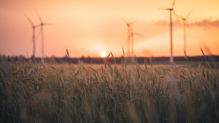 Fototapeta premium Sonnenuntergang Feld