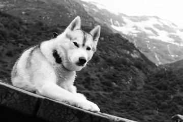 Chien Husky à la montagne