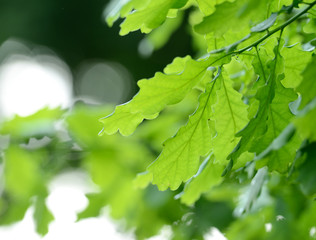 Fototapeta na wymiar fresh oak green leaves of tree