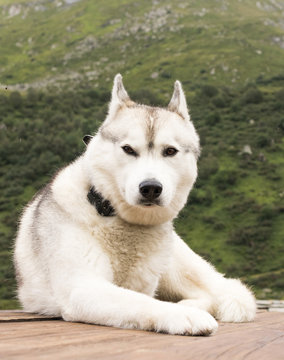 604 Best Husky Siberien Images Stock Photos Vectors Adobe Stock