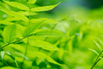 Fresh green leaves. Defocused background.Extremely shallow DOF.