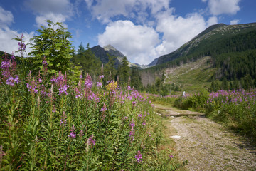Lythrum salicaria, or purple loosestrife, or spiked loosestrife and purple lythrum in bloom on the forest road in High Tatras in slovakia during sunny summer day. Beautiful flower with purple blossom.