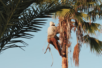 farmer on a palm tree
