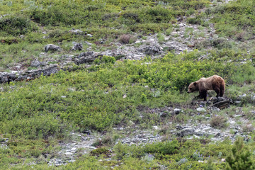 Grizzly Walking Through Brushy Scree Field