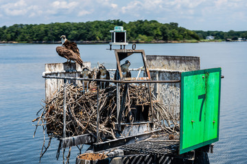 Nesting Ospreys on the Potomac